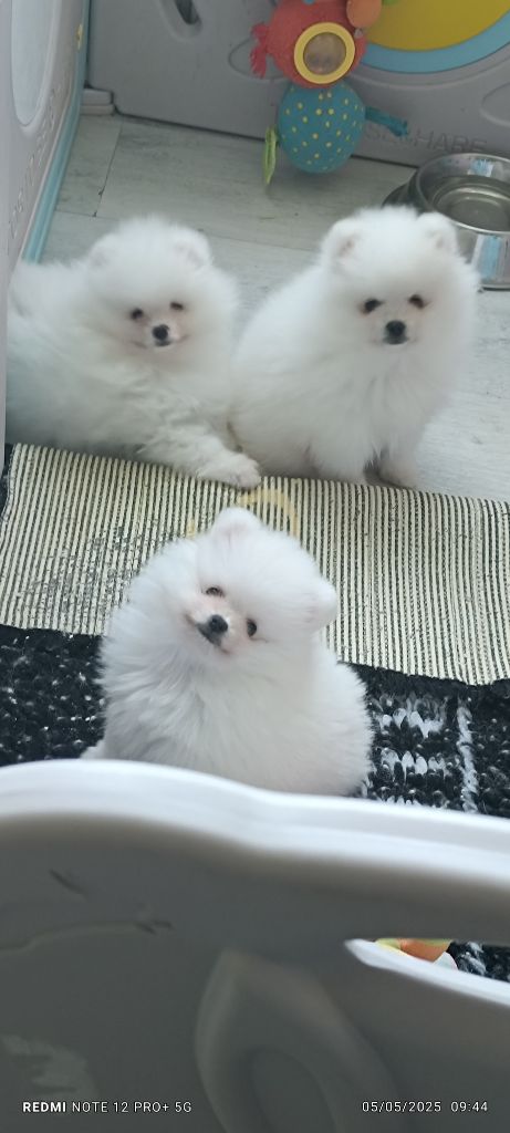 Chiot Spitz allemand du jardin de Mesoz