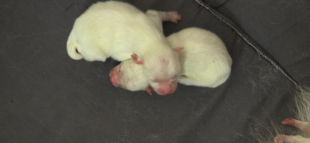 Chiot Spitz allemand du jardin de Mesoz