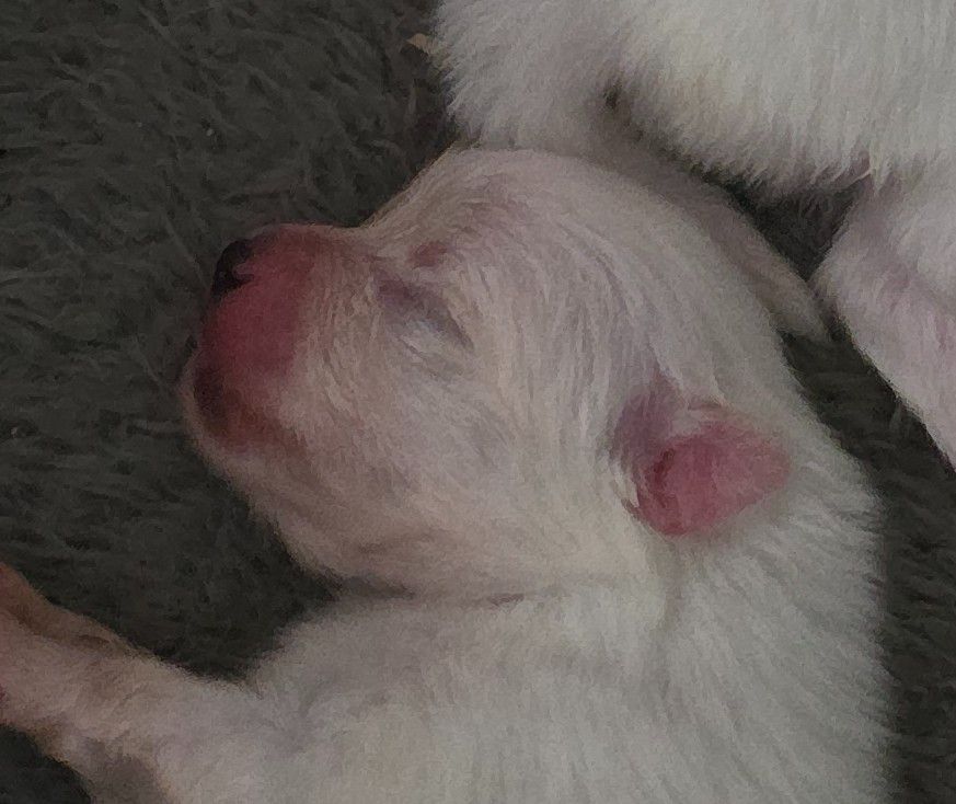 du jardin de Mesoz - Chiots disponibles - Spitz allemand