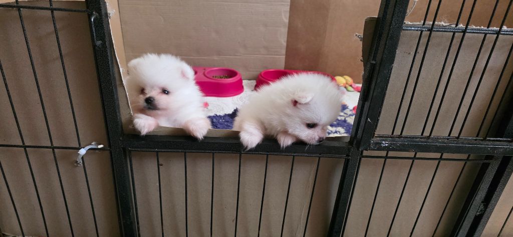 du jardin de Mesoz - Chiots disponibles - Spitz allemand