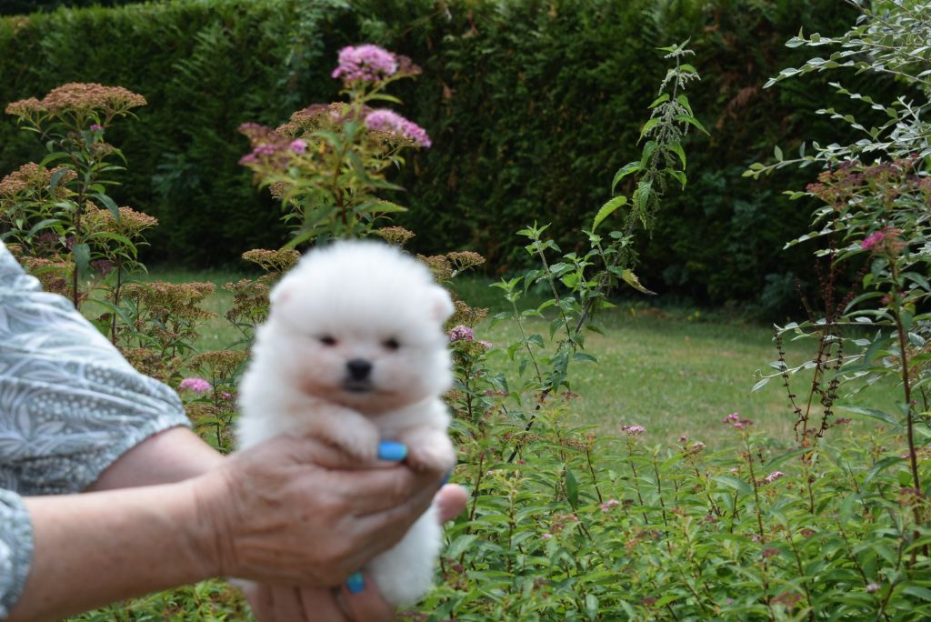 du jardin de Mesoz - Chiots disponibles - Spitz allemand