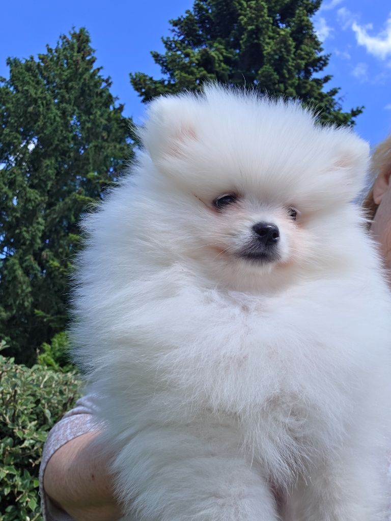 du jardin de Mesoz - Chiots disponibles - Spitz allemand