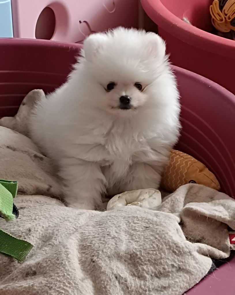 du jardin de Mesoz - Chiots disponibles - Spitz allemand