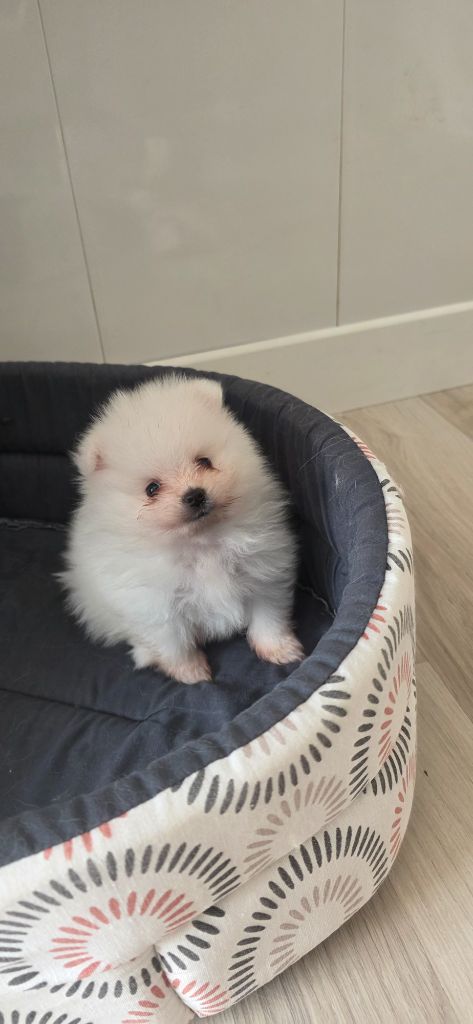 du jardin de Mesoz - Chiots disponibles - Spitz allemand