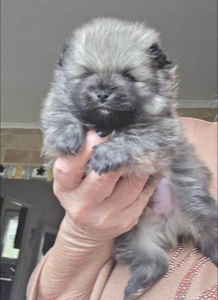 Chiot Spitz allemand du jardin de Mesoz