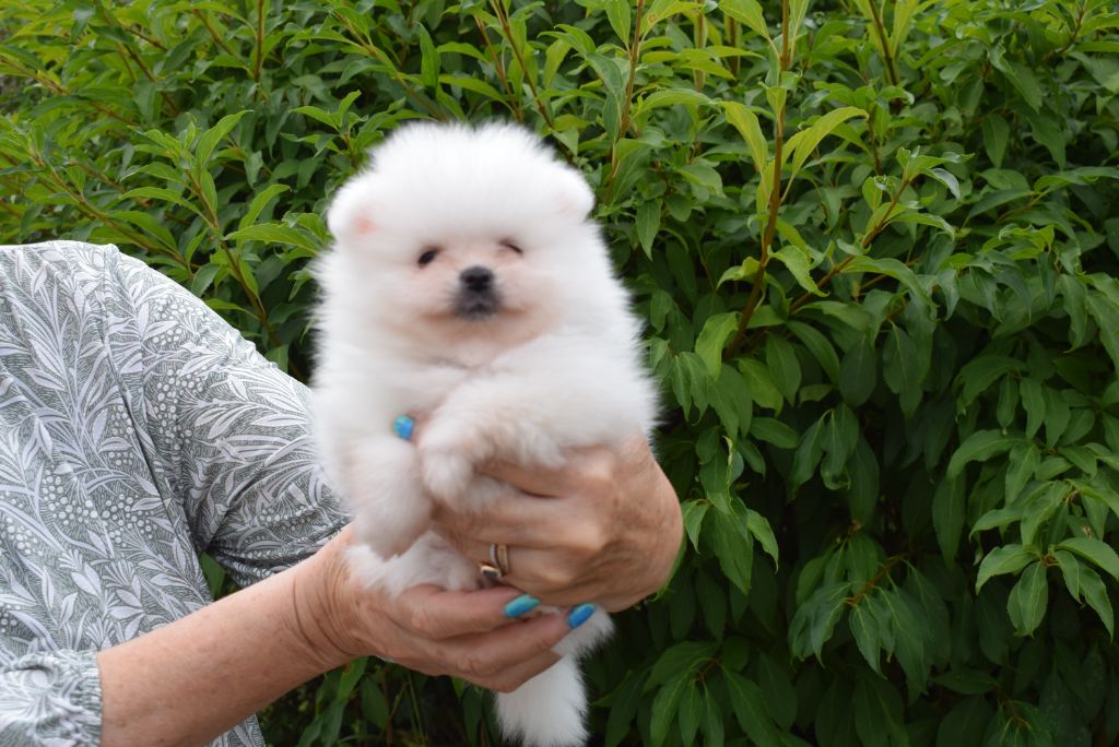 du jardin de Mesoz - Chiots disponibles - Spitz allemand