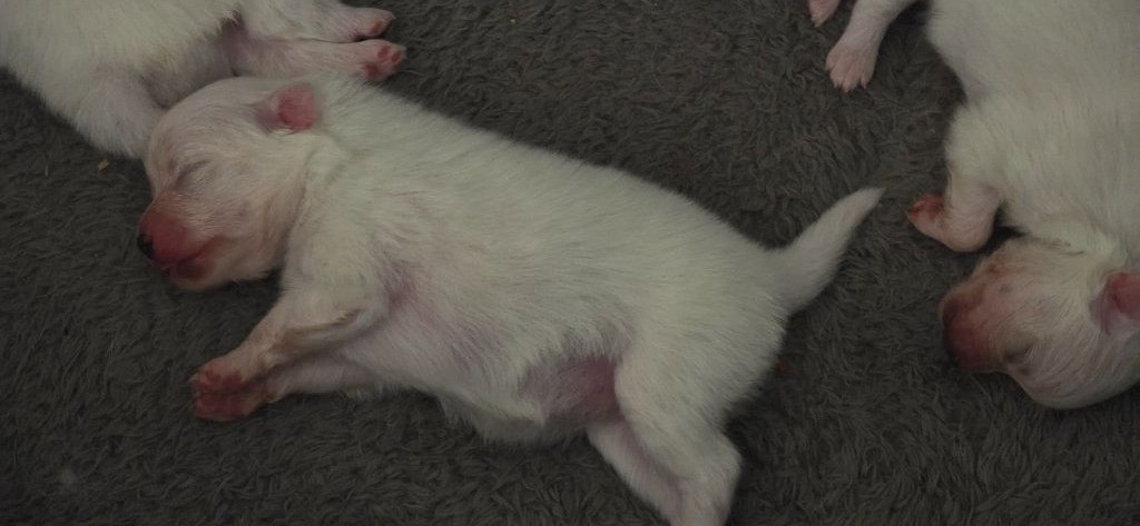 du jardin de Mesoz - Chiots disponibles - Spitz allemand