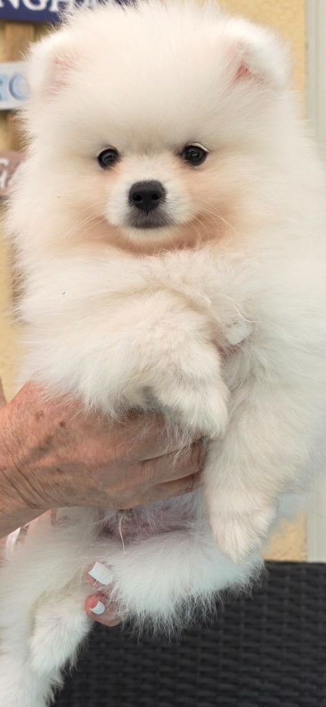 du jardin de Mesoz - Chiots disponibles - Spitz allemand