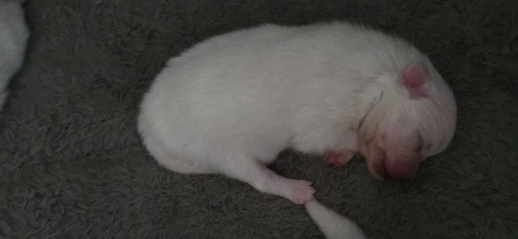 du jardin de Mesoz - Chiots disponibles - Spitz allemand