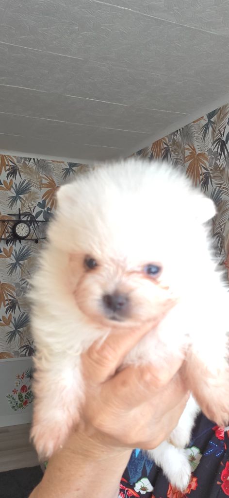 du jardin de Mesoz - Chiots disponibles - Spitz allemand