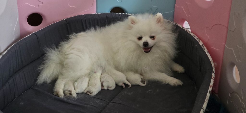 du jardin de Mesoz - Chiots disponibles - Spitz allemand