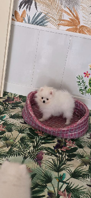 CHIOT
