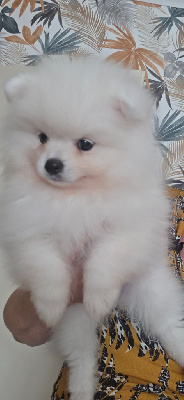 Chiot