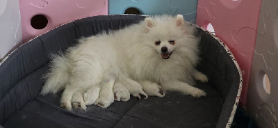 CHIOT