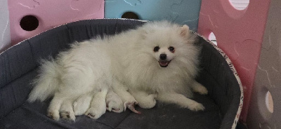 CHIOT