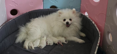 CHIOT