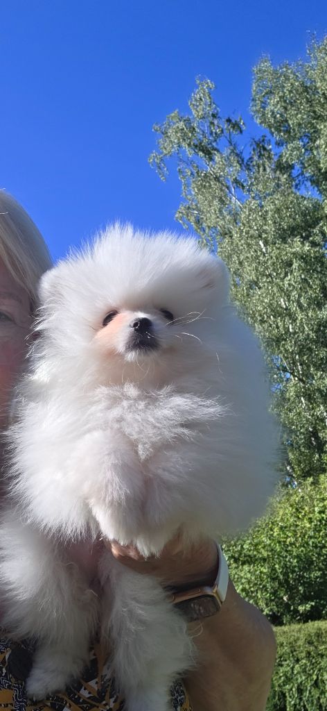 du jardin de Mesoz - Chiots disponibles - Spitz allemand