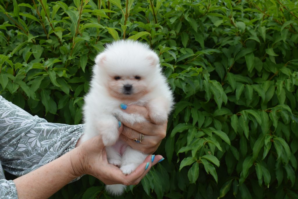 du jardin de Mesoz - Chiots disponibles - Spitz allemand