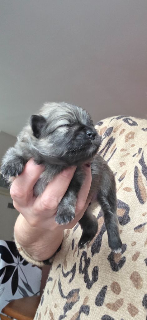 du jardin de Mesoz - Spitz allemand - Portée née le 19/10/2025