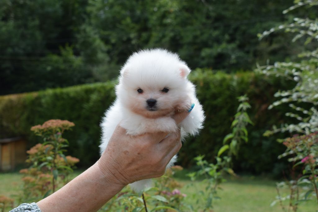 du jardin de Mesoz - Chiots disponibles - Spitz allemand
