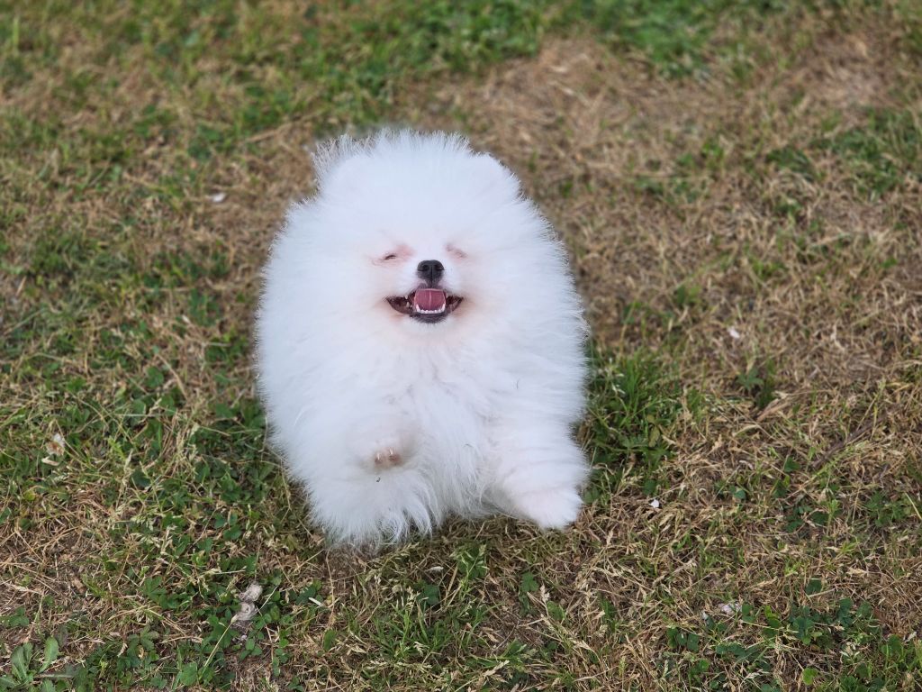 du jardin de Mesoz - Chiots disponibles - Spitz allemand