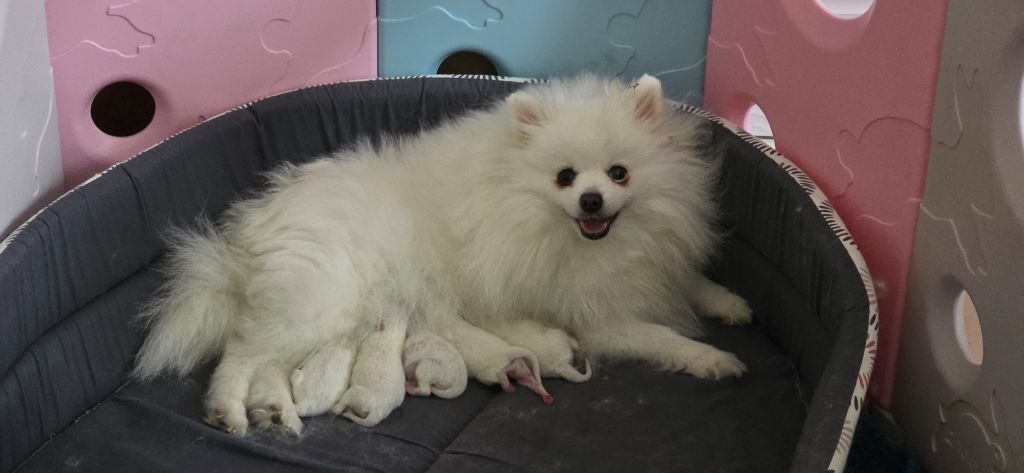 du jardin de Mesoz - Chiots disponibles - Spitz allemand