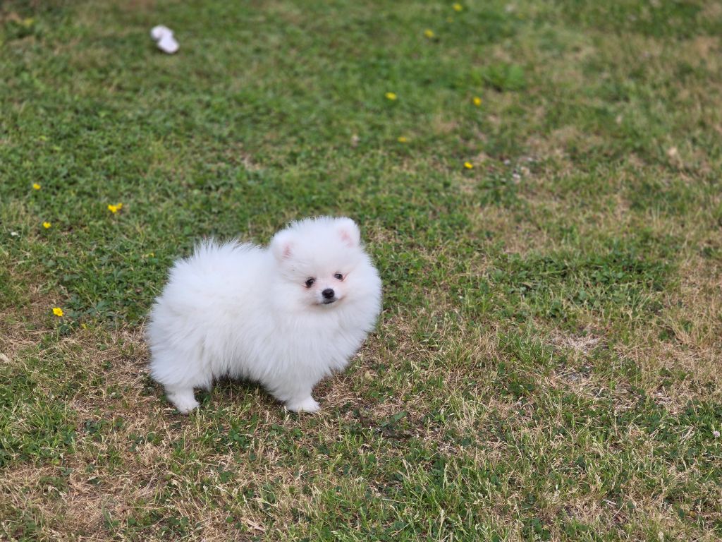 du jardin de Mesoz - Chiots disponibles - Spitz allemand