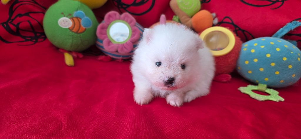 du jardin de Mesoz - Chiots disponibles - Spitz allemand
