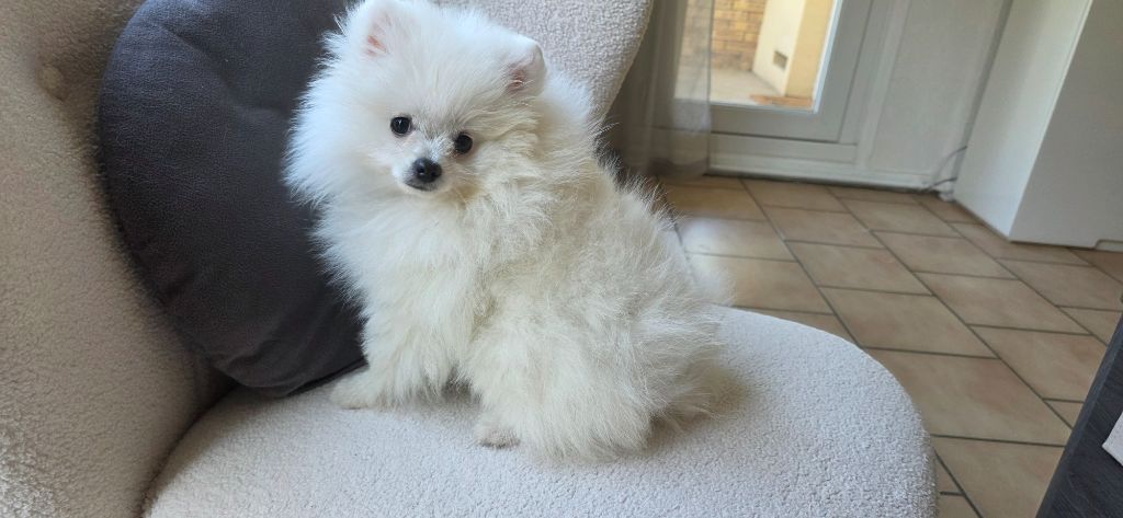 du jardin de Mesoz - Chiots disponibles - Spitz allemand