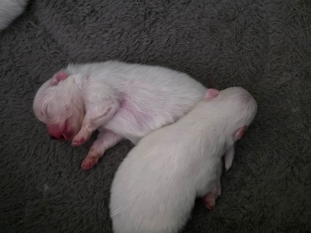 du jardin de Mesoz - Chiots disponibles - Spitz allemand
