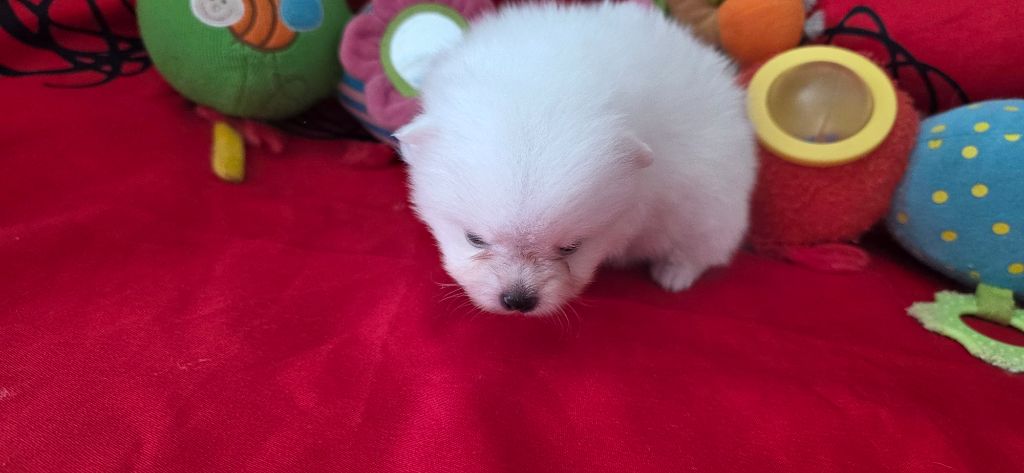 du jardin de Mesoz - Chiots disponibles - Spitz allemand