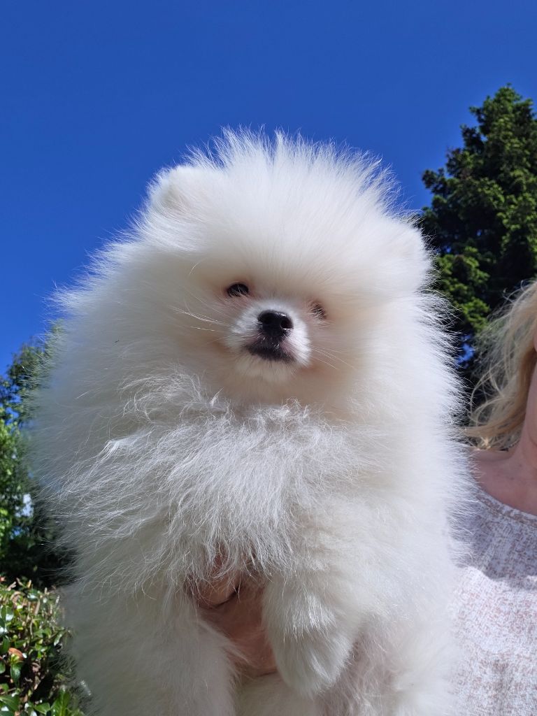 du jardin de Mesoz - Chiots disponibles - Spitz allemand