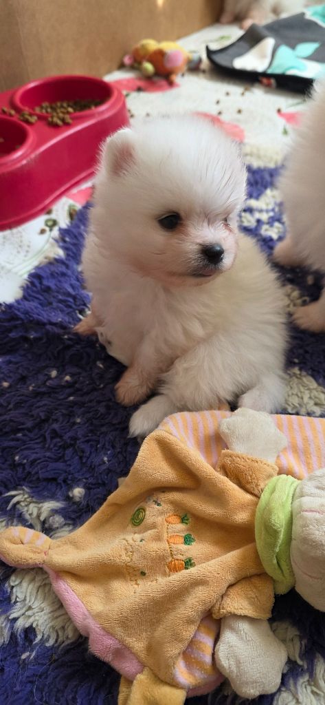 du jardin de Mesoz - Chiots disponibles - Spitz allemand