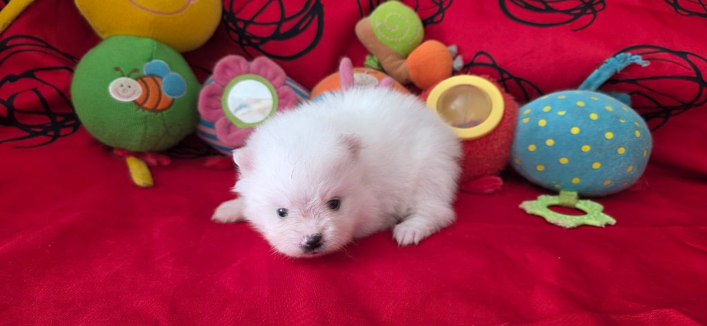 du jardin de Mesoz - Chiots disponibles - Spitz allemand