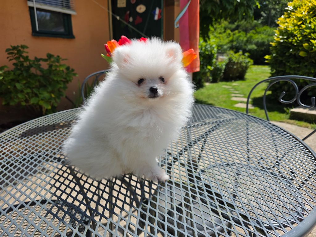 du jardin de Mesoz - Chiots disponibles - Spitz allemand