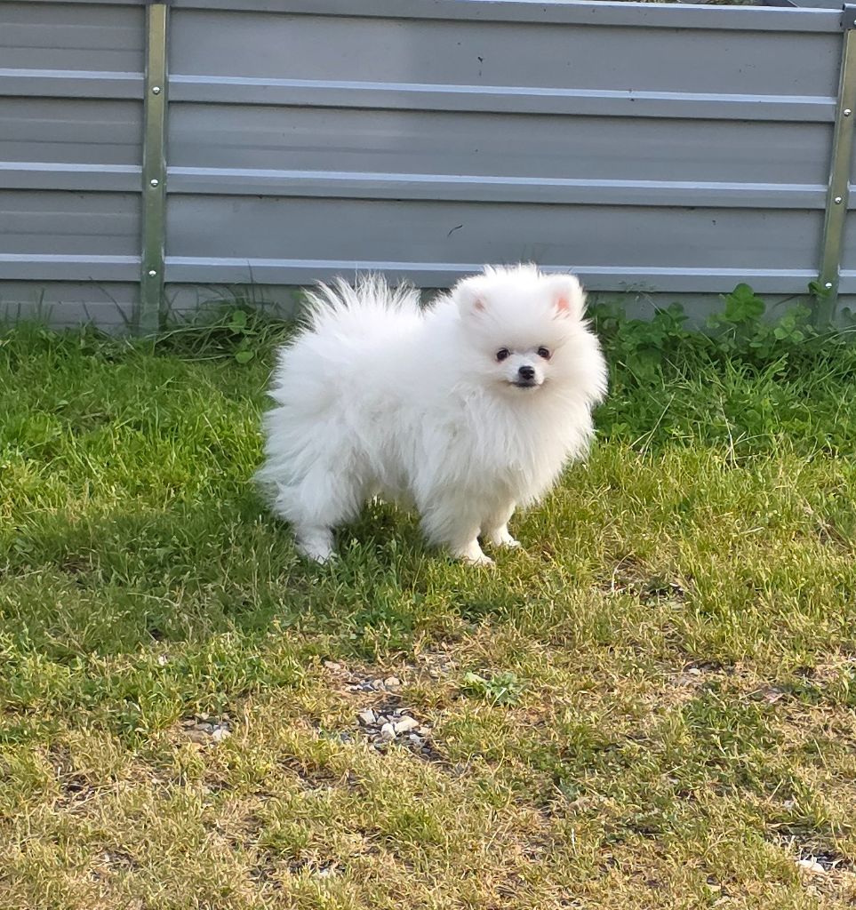 du jardin de Mesoz - Chiots disponibles - Spitz allemand
