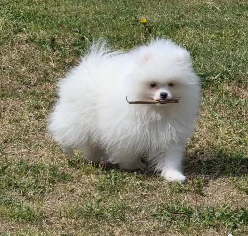 du jardin de Mesoz - Chiots disponibles - Spitz allemand