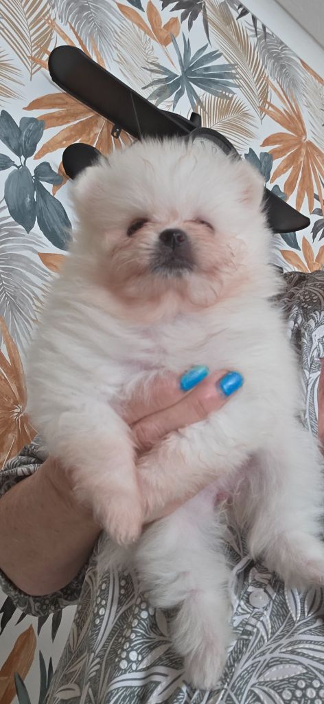 du jardin de Mesoz - Chiots disponibles - Spitz allemand