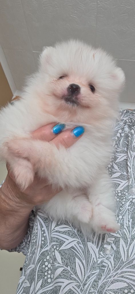du jardin de Mesoz - Chiots disponibles - Spitz allemand
